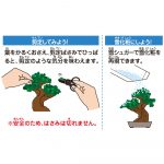ＤＩＹ　ＣＡＮＤＹ　ＫＩＴ　盆栽